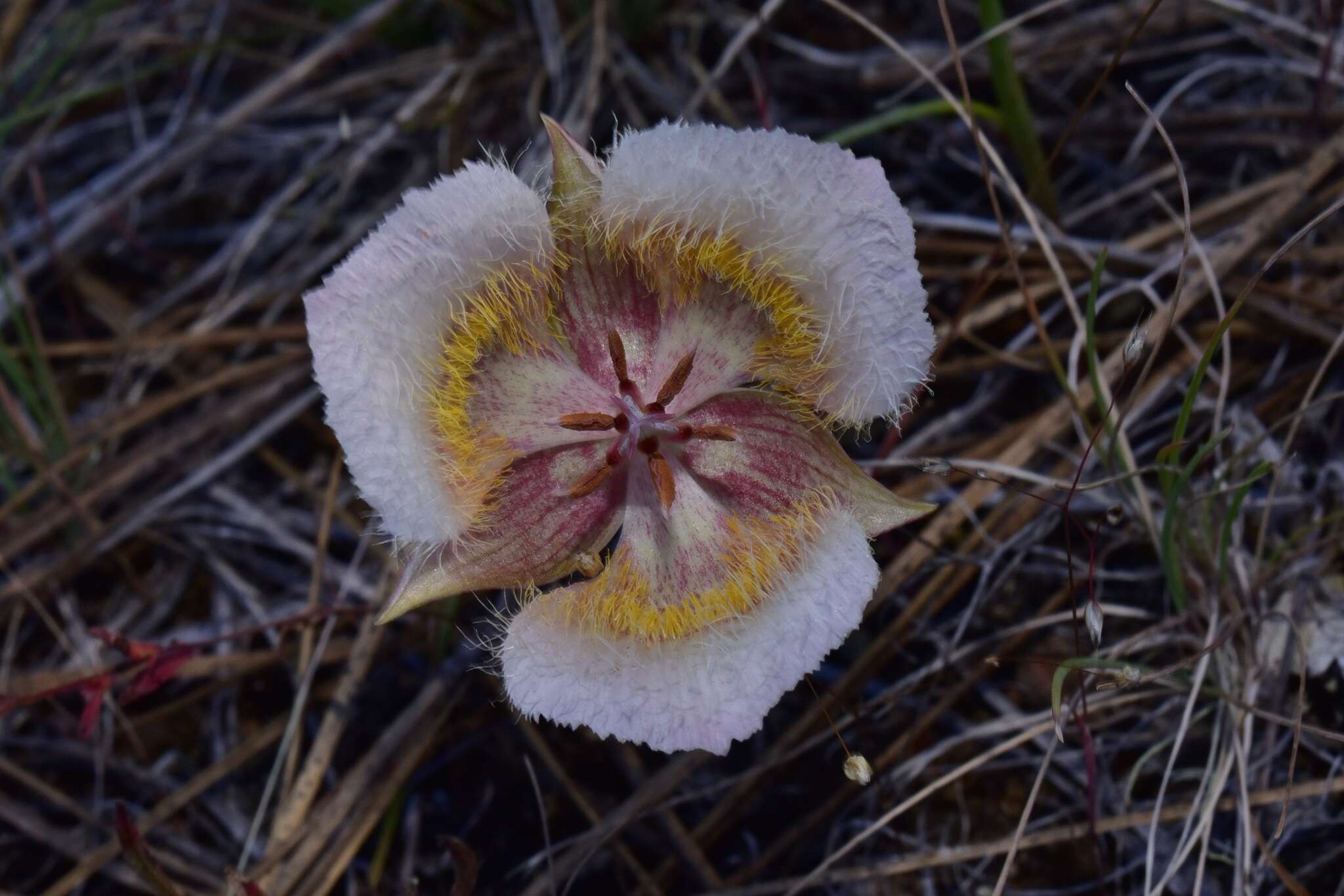 Calochortus coxii M. R. Godfrey & Callahan resmi