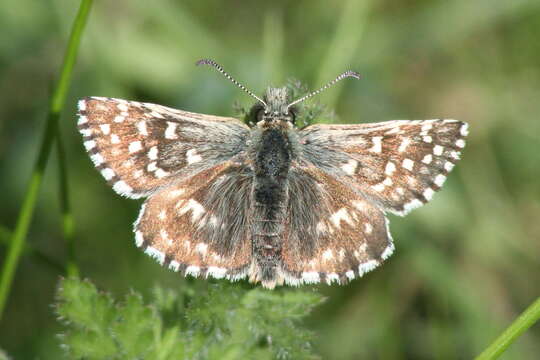 Image of Grizzled skipper