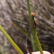 Sivun Chrysitrix capensis L. kuva