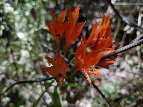 Image of Alstroemeria ligtu L.