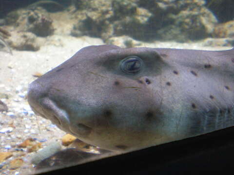 Image of Bullhead Shark