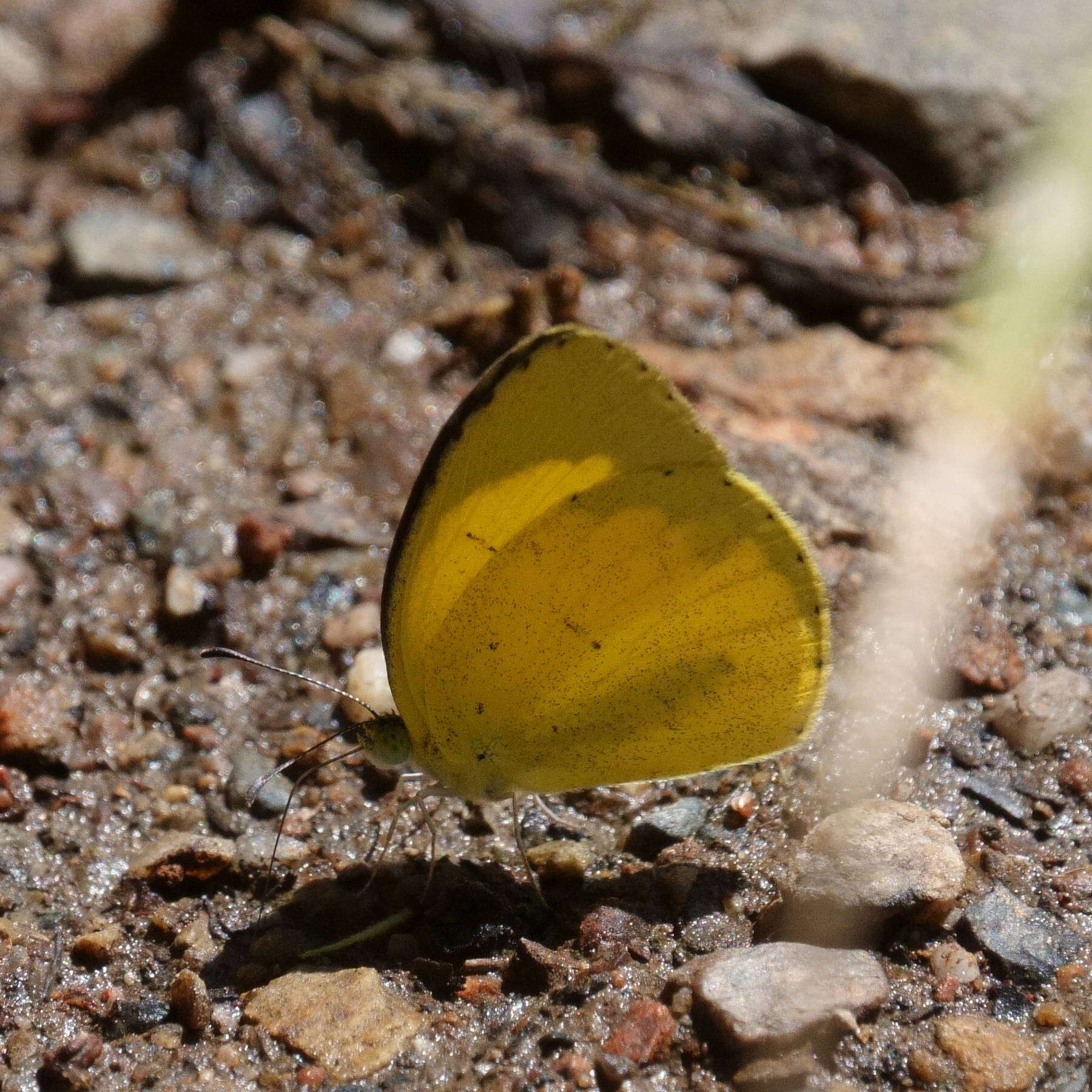 Eurema brigitta (Stoll (1780)) resmi