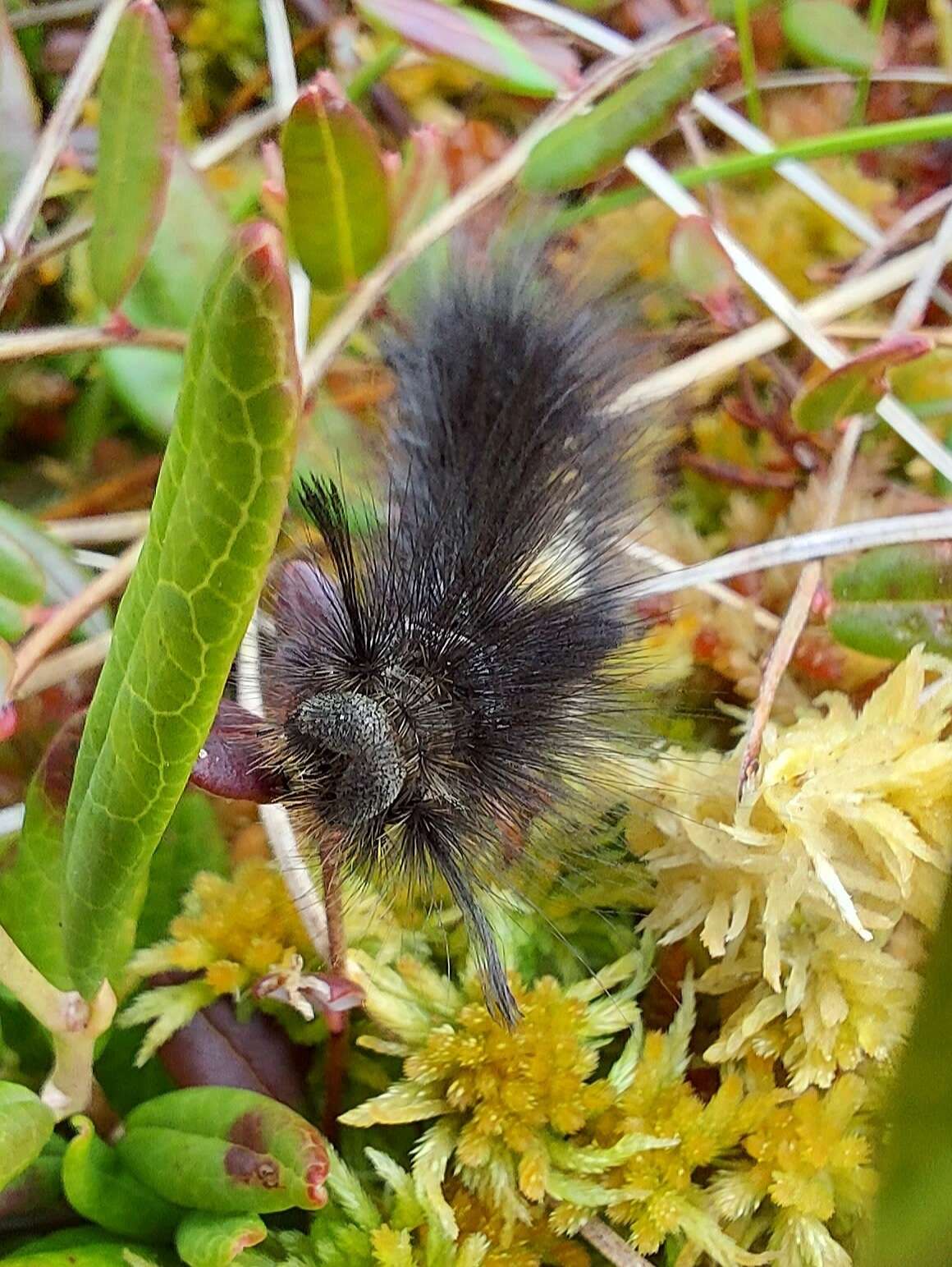 Image of Larch Tussock Moth