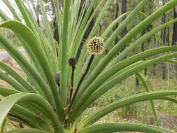 Image of Dasypogon hookeri J. Drumm.