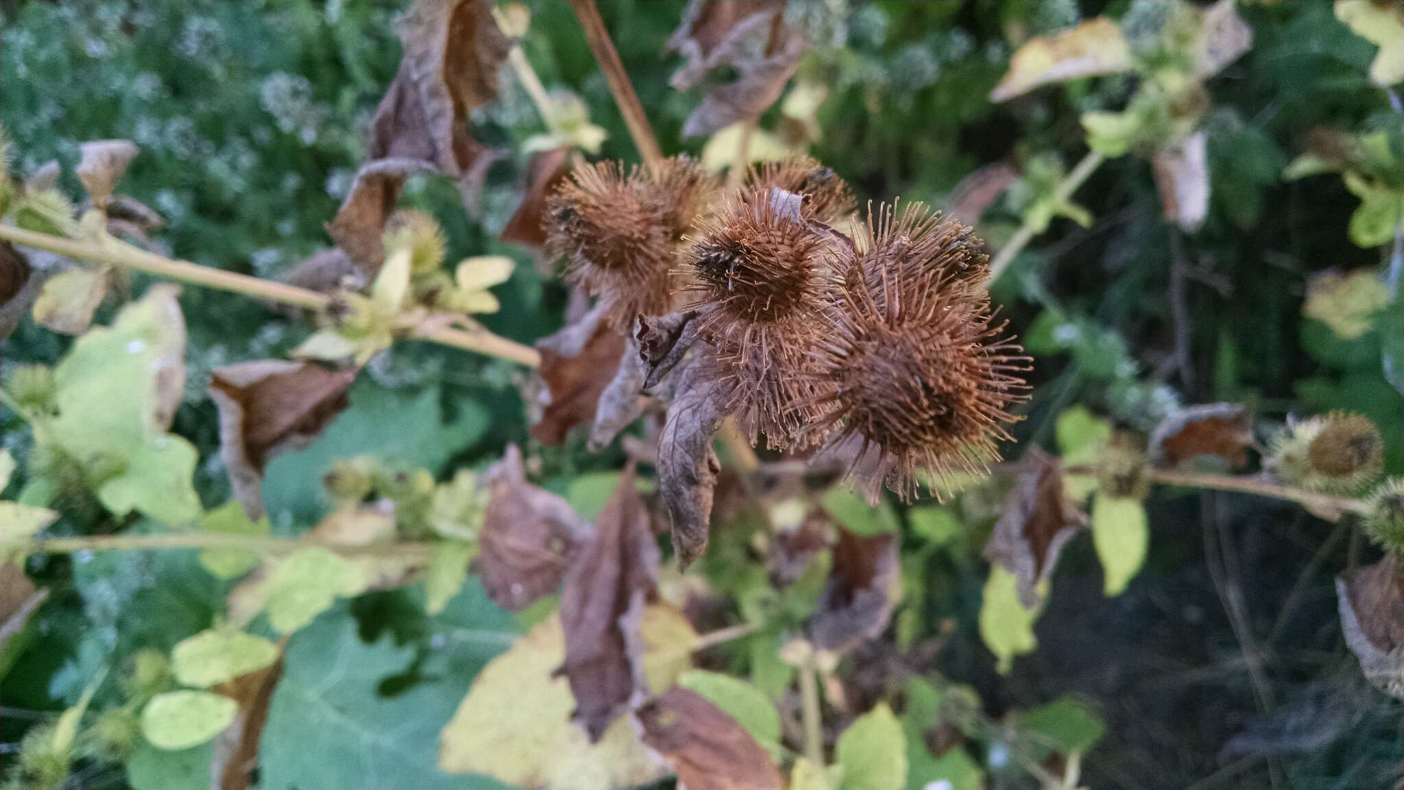 Image of common burdock