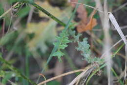 Image of Erucastrum nasturtiifolium (Poir.) O. E. Schulz