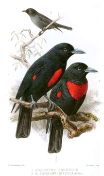 Image of Black-and-crimson Oriole