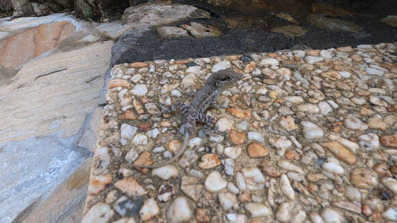 Image of Anguilla Bank Anole