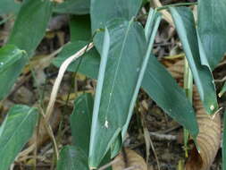 Image of Stachyphrynium spicatum (Roxb.) K. Schum.