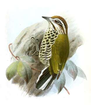 Image of Speckled Piculet