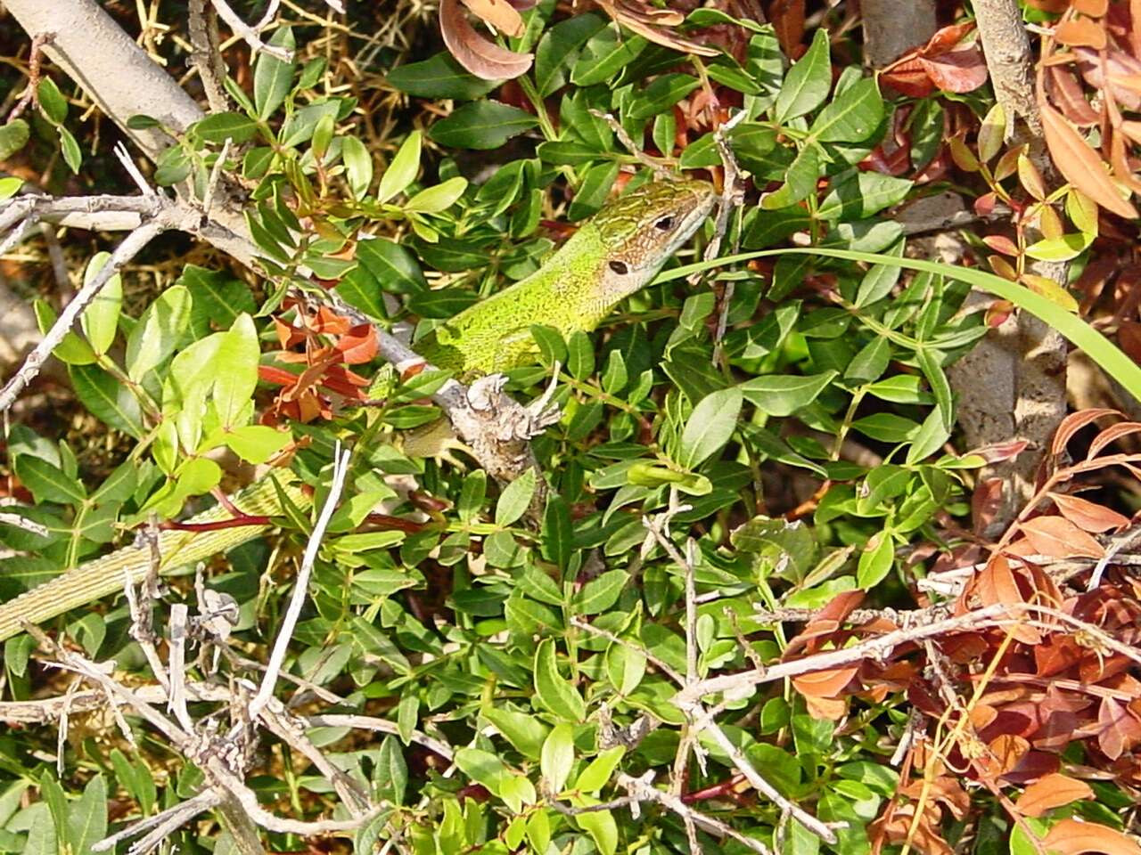 Image of Western Green Lizard