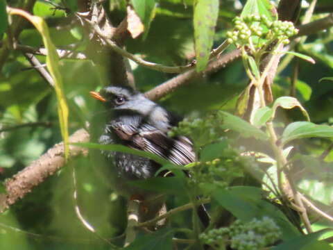 Image of Black-faced Solitaire