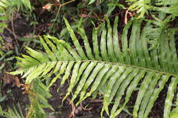 Image of swamp water fern