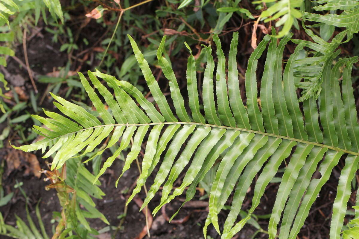 Image of swamp water fern