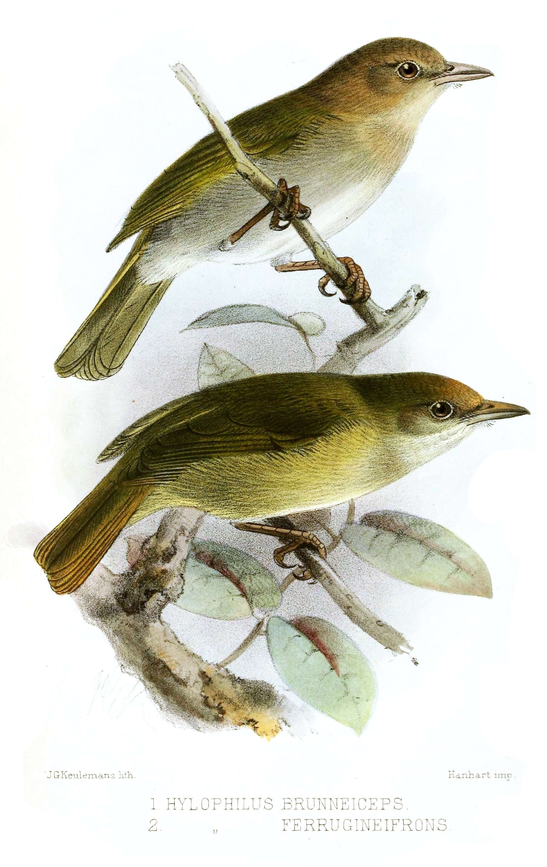 Image of Tawny-crowned Greenlet