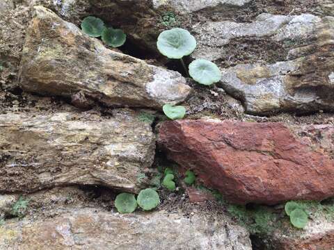 Image of Umbilicus rupestris (Salisb.) Dandy