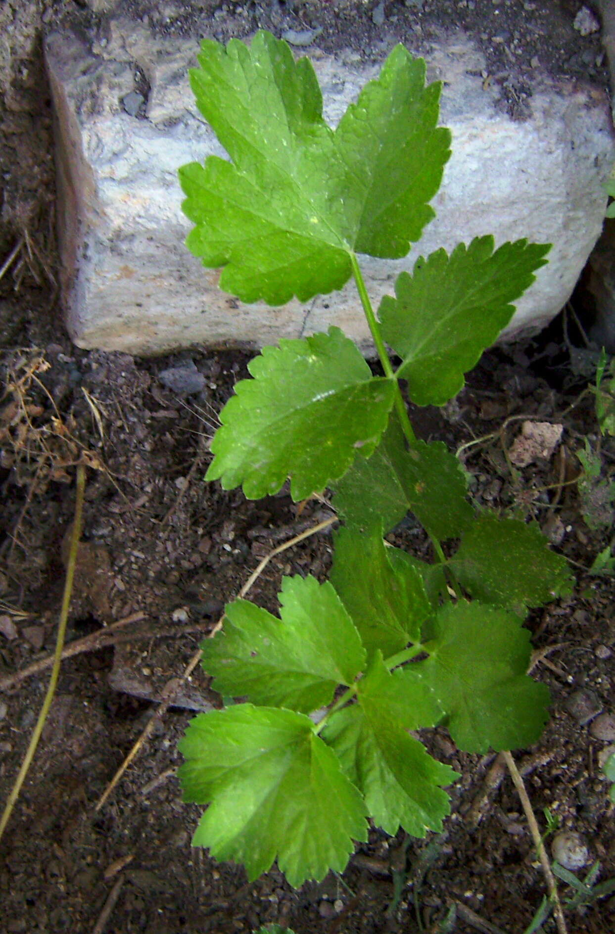 Image of wild parsnip