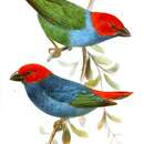 Image of Royal Parrotfinch