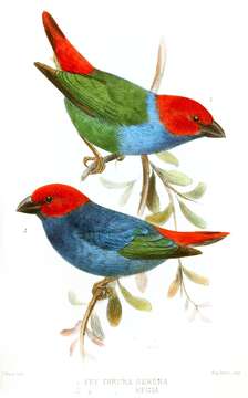 Image of Royal Parrotfinch