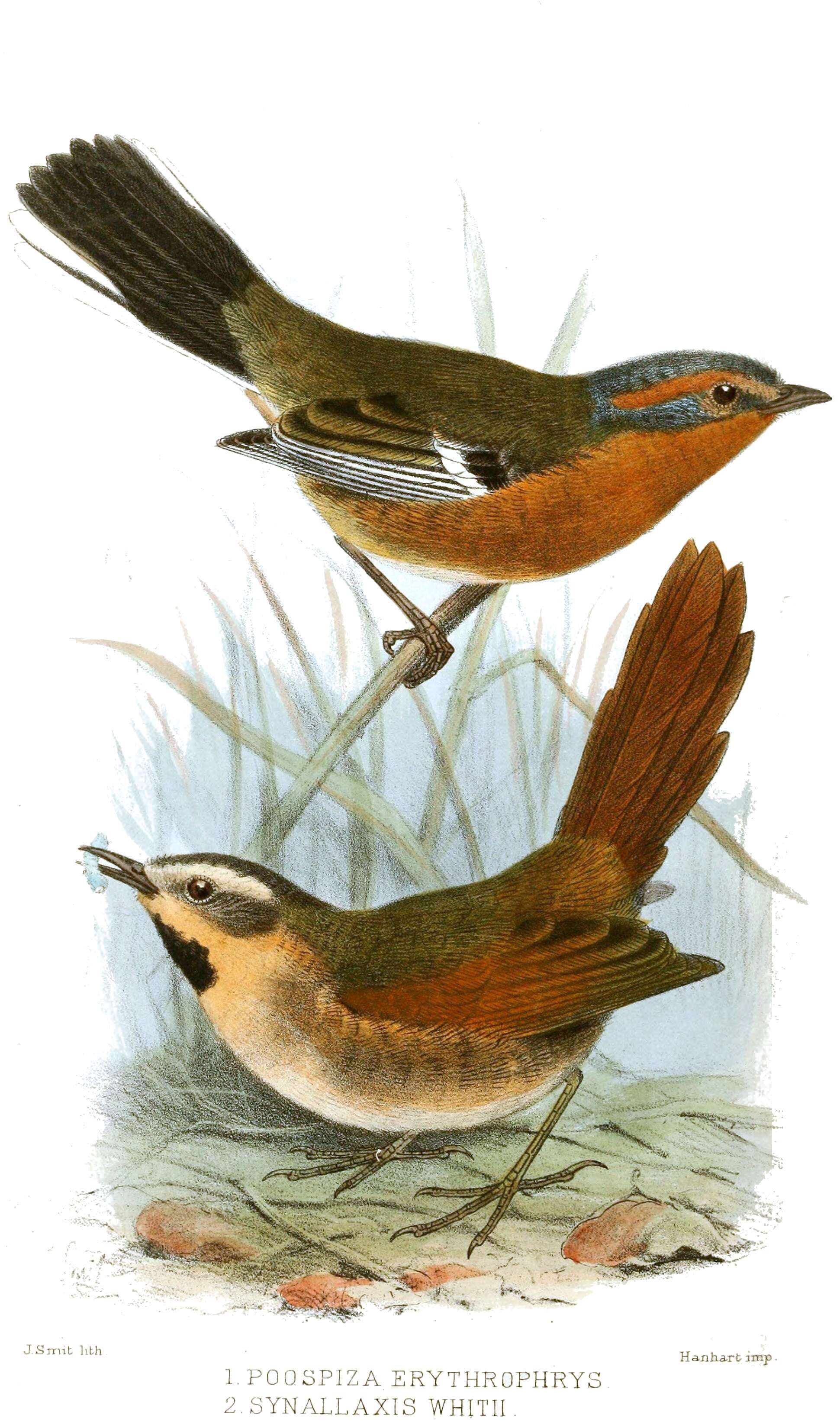 Image of Ochre-cheeked Spinetail