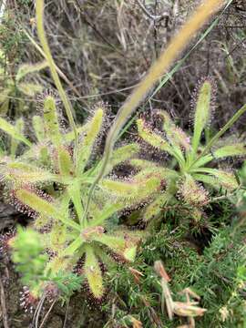 Image of Drosera hilaris Cham. & Schlechtd.