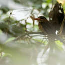 صورة Actenoides hombroni Bonaparte 1850