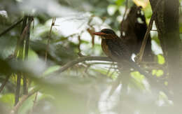 Image of Blue-capped Kingfisher