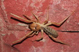 Слика од Solifugae