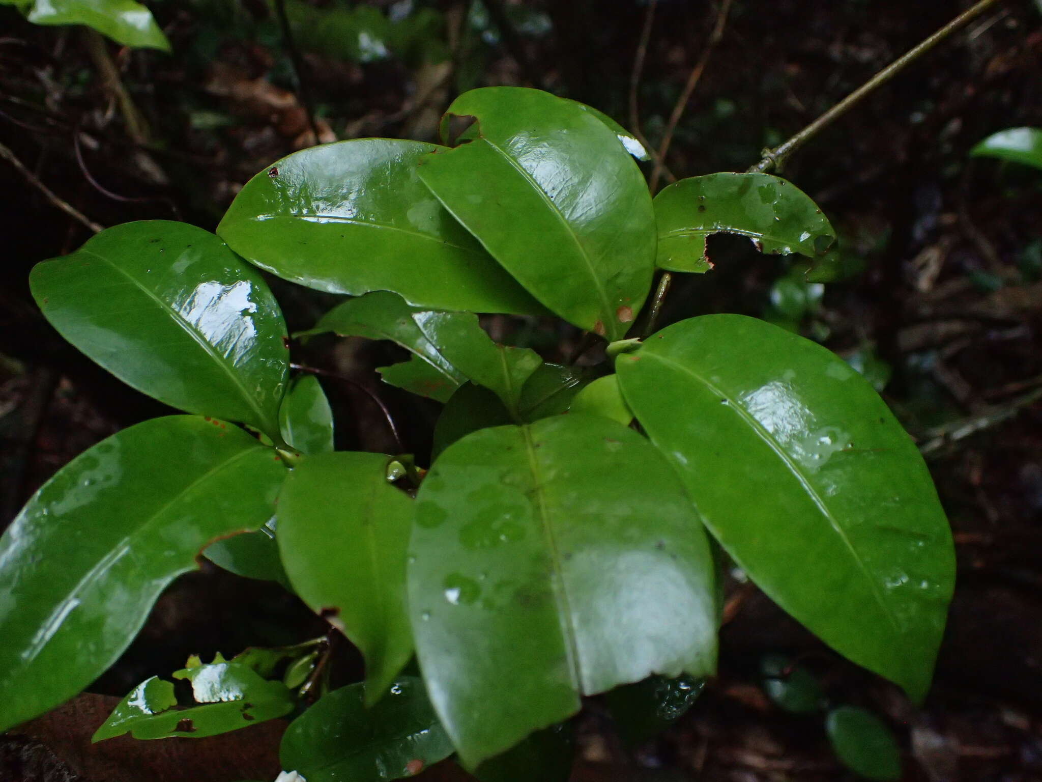 صورة Ixora biflora Fosberg