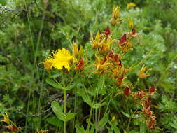 Image of Hypericum attenuatum Fisch. ex Choisy