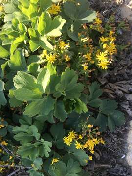 Chrysanthemum indicum L. resmi