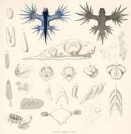 Image of Glaucilla marginata Reinhardt & Bergh 1864