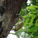 Image of Fine-spotted Woodpecker