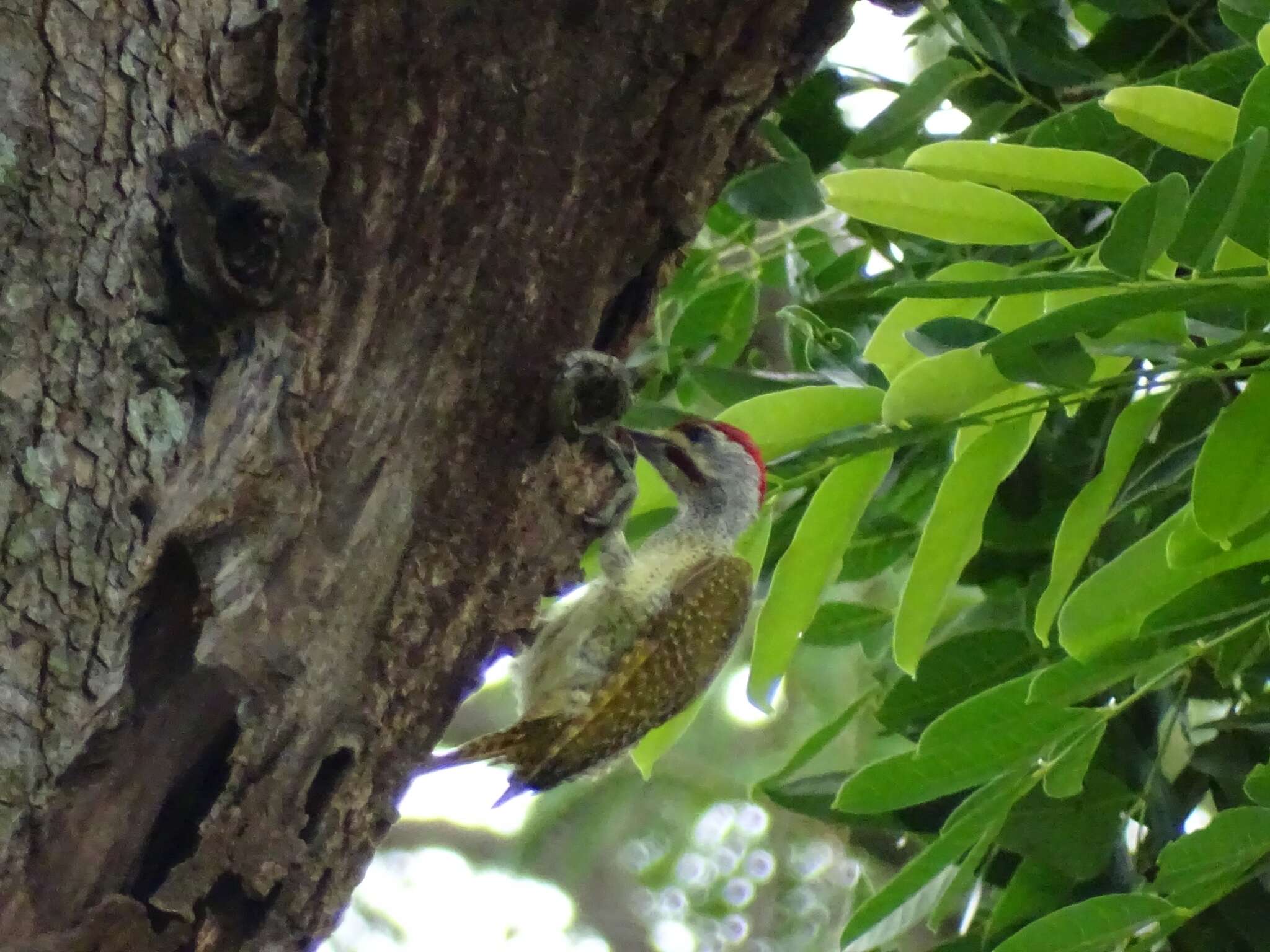 Image of Fine-spotted Woodpecker