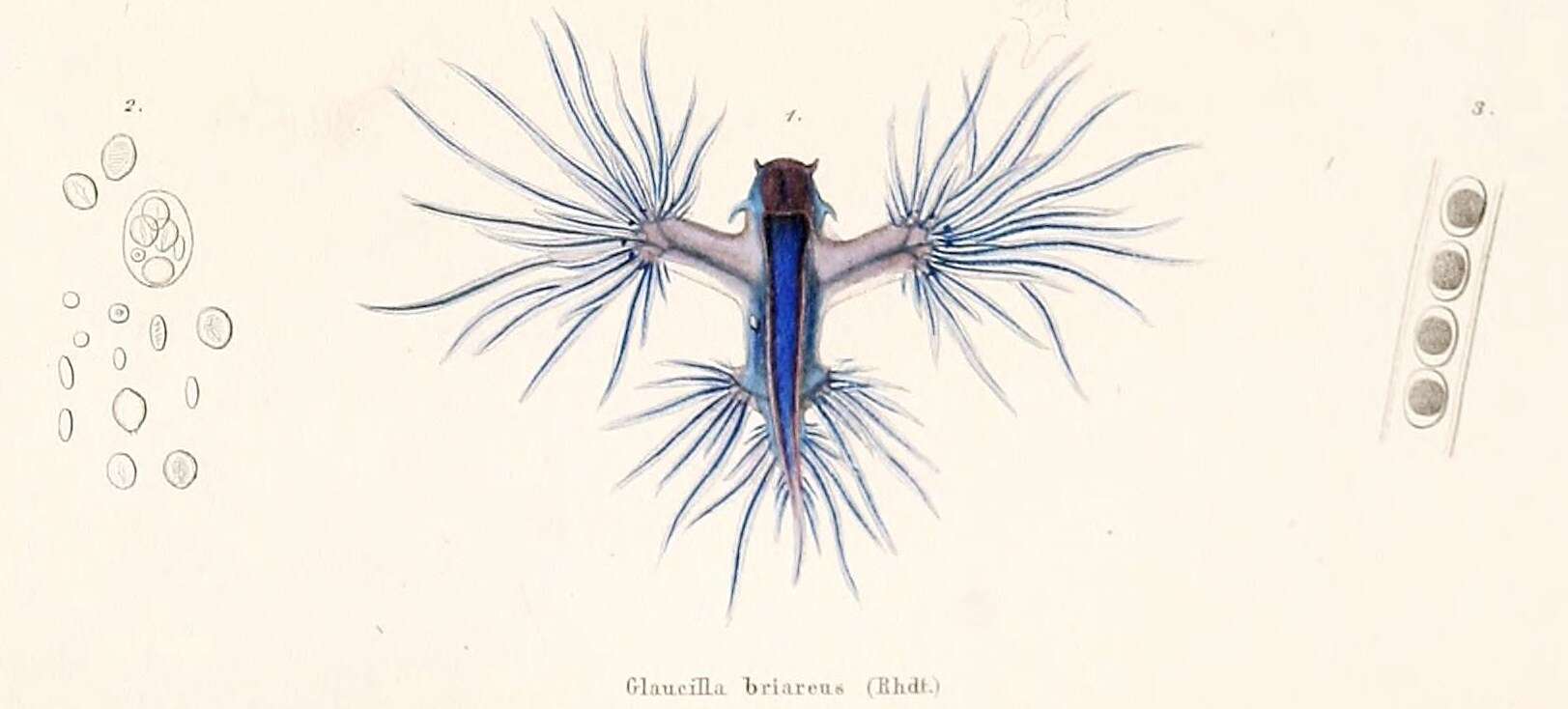 Image of Glaucus Forster 1777