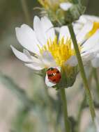 Imagem de Coccinella monticola Mulsant 1850