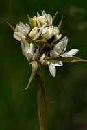 Image of Eulophia eustachya (Rchb. fil.) Geerinck