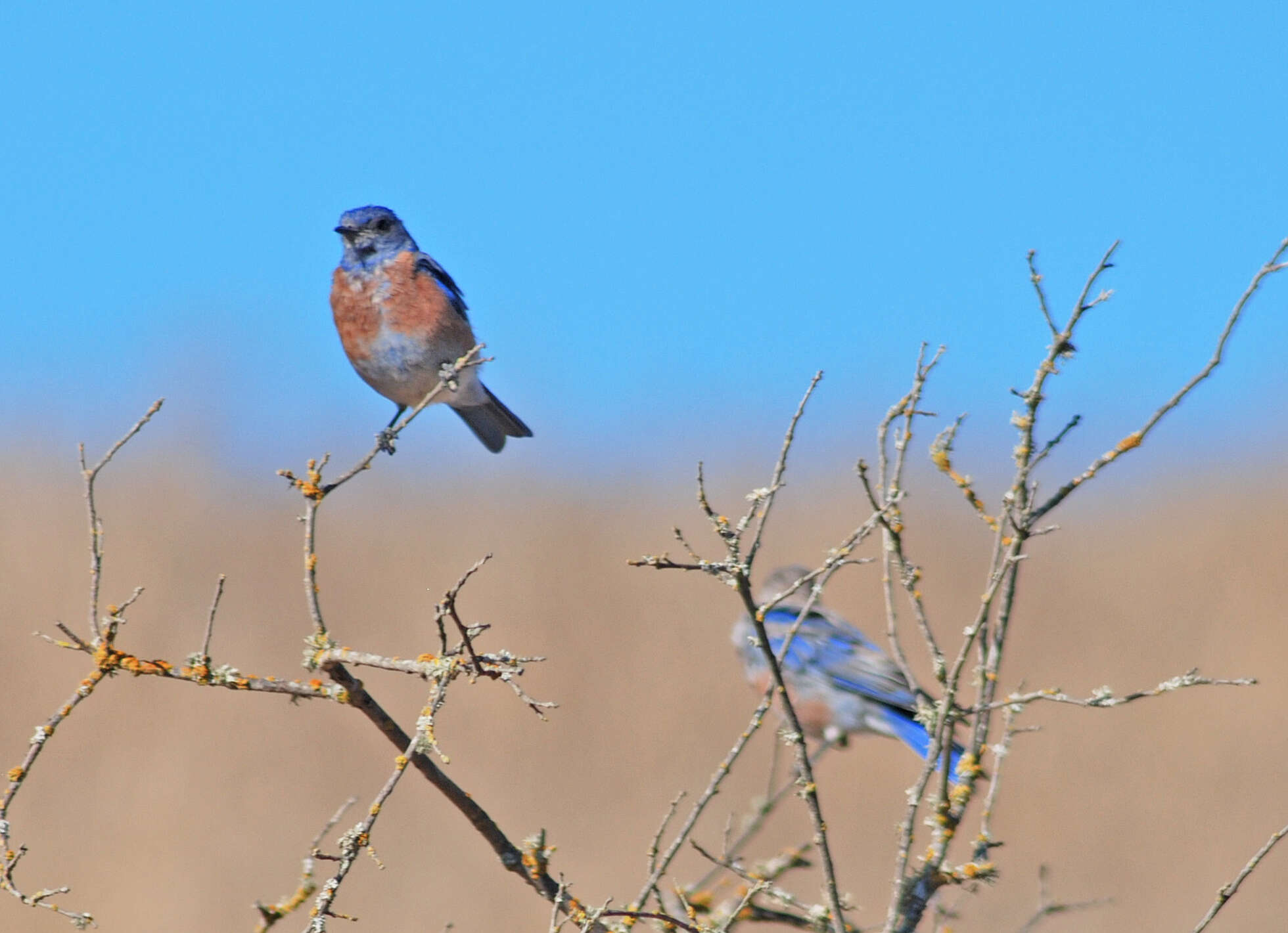 Image of Western Bluebird