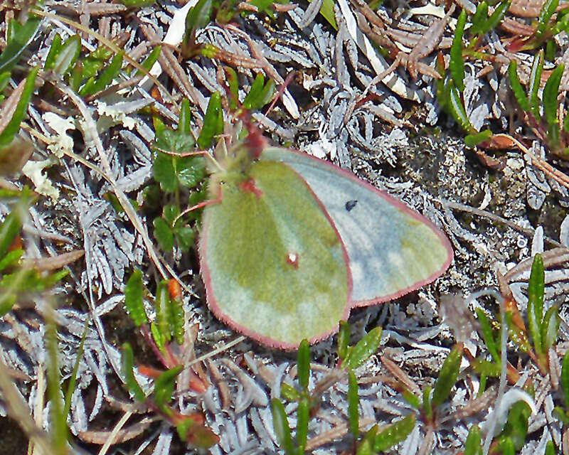 Image of Labrador Sulphur