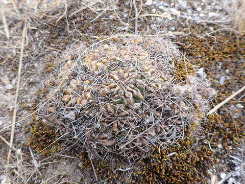 Echinopsis hertrichiana (Backeb.) D. R. Hunt resmi