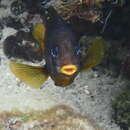 Image of Galapagos gregory