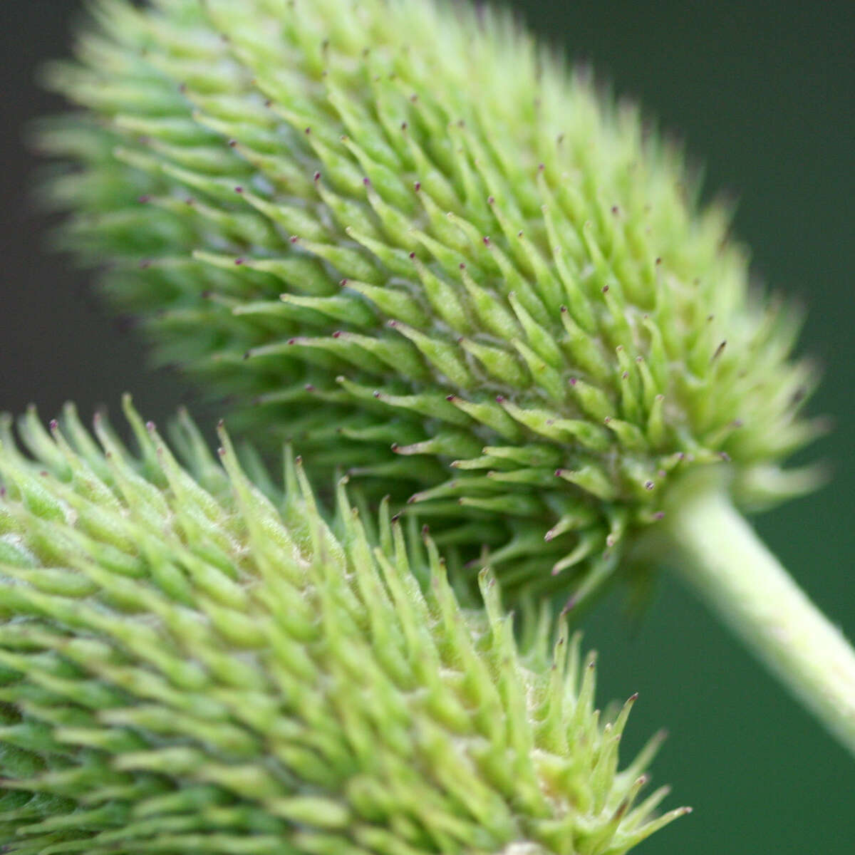 Image of tall thimbleweed