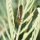 Image of Stenosialis australiensis Tillyard 1919