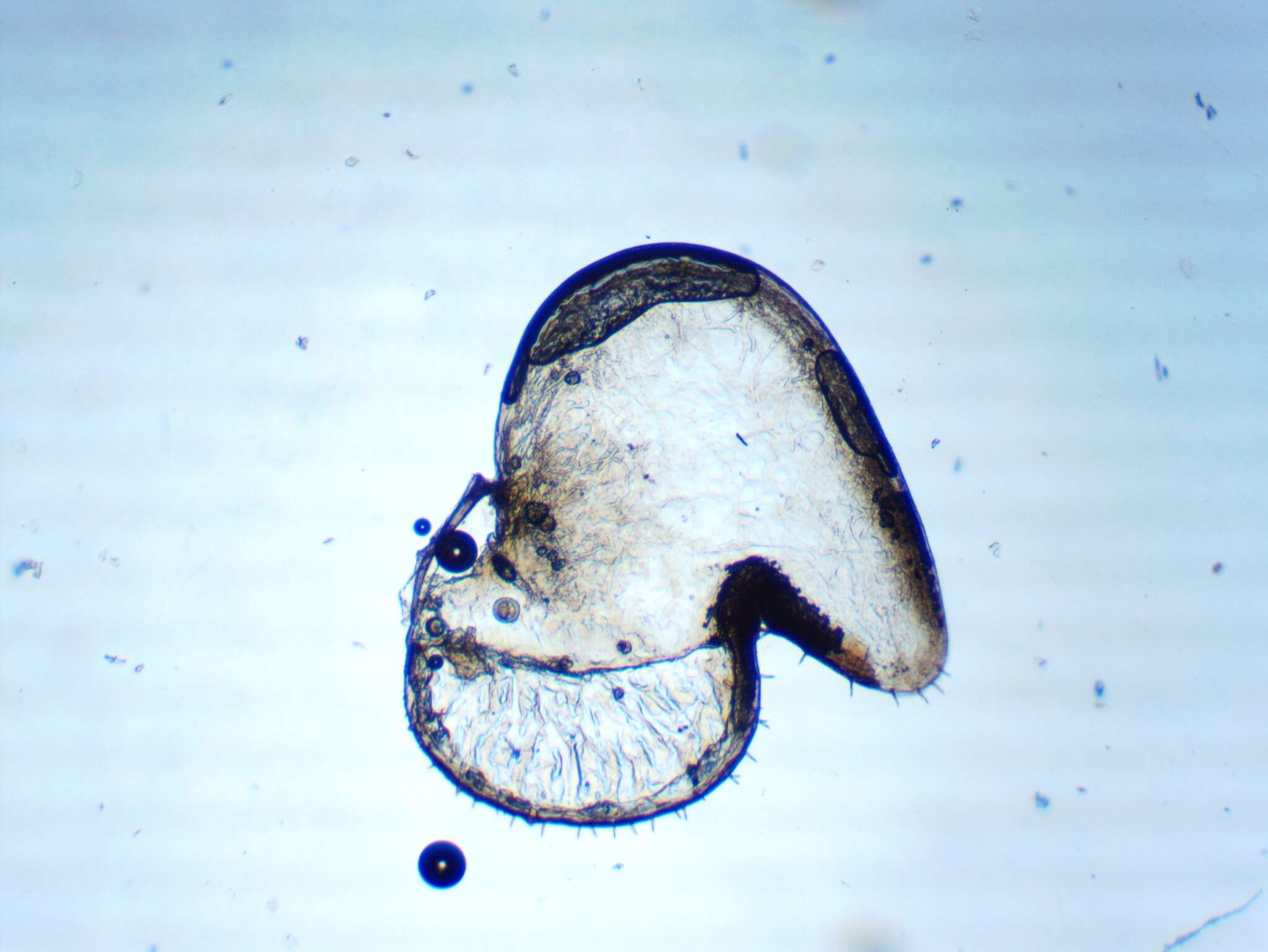 Image de <i>Oniscus <i>asellus</i></i> asellus