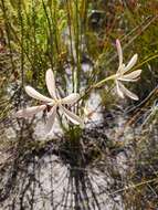 Image of Geissorhiza confusa Goldblatt