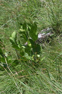 Plancia ëd Vangueria venosa (Hochst.) Sond.