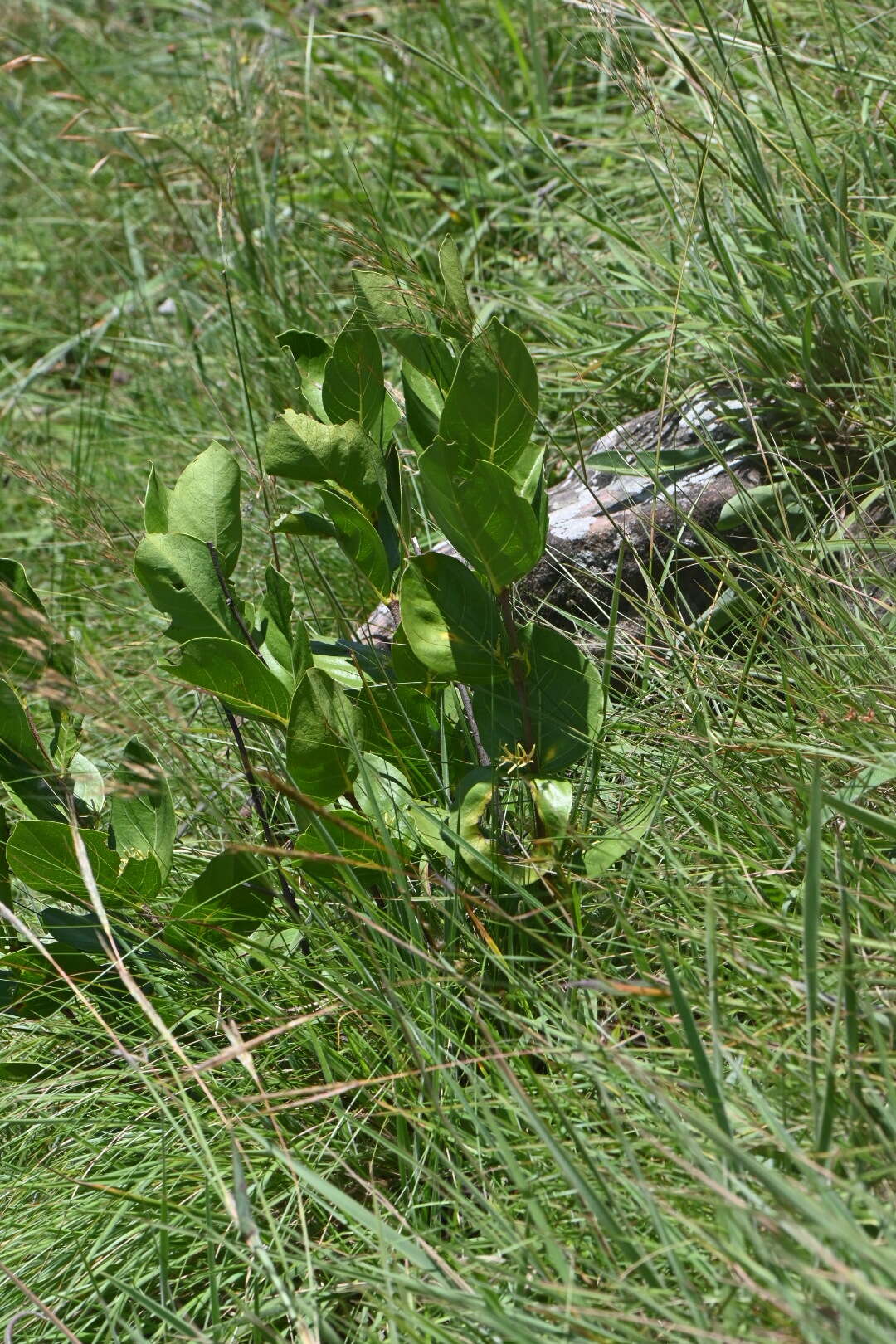 Image of Vangueria venosa (Hochst.) Sond.