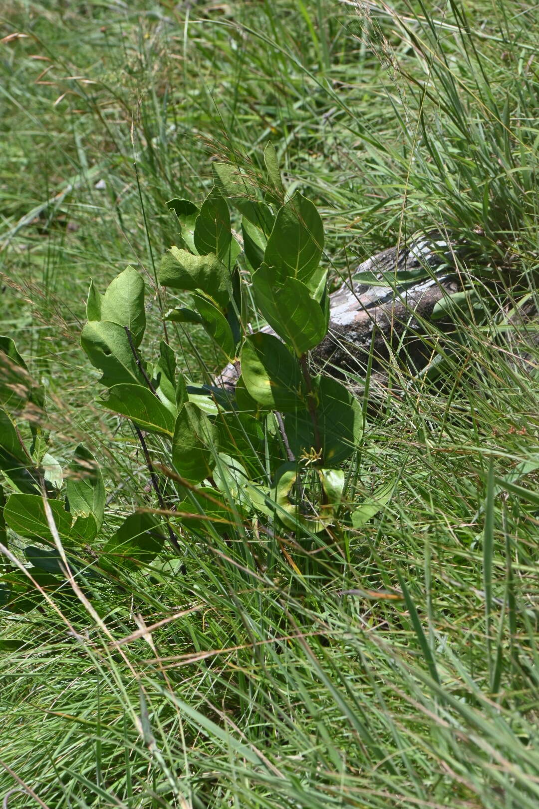 Vangueria venosa (Hochst.) Sond. resmi