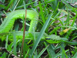 Image of Yellow-blotched Palm Pit Viper