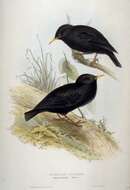 Imagem de Sturnus unicolor Temminck 1820